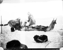 Image of Five men arrange supplies on sledge; dogs are resting